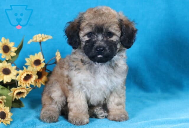 Lacey Bichpoo2 image