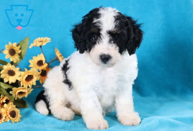 Lee Bichpoo2 image
