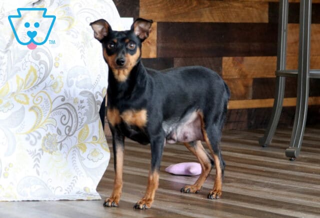 Leslie Mini Pinscher Levi Glick image