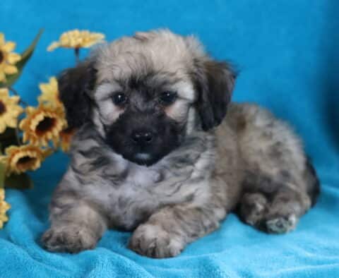 Lincoln Bichpoo