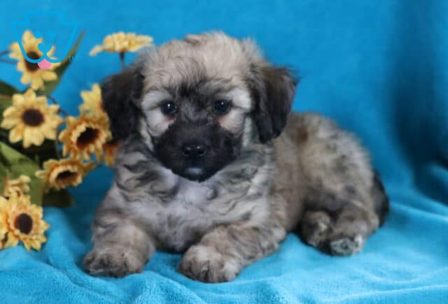 Lincoln Bichpoo image