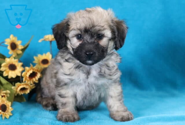 Lincoln Bichpoo2 image