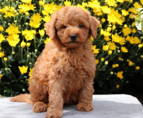 Cute apricot Yorkiepoo puppy with a curly coat sitting on a stone surface in front of vibrant yellow flowers.