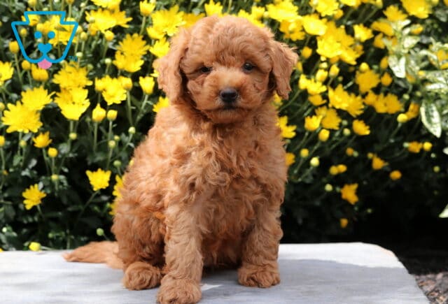 Cute apricot Yorkiepoo puppy with a curly coat sitting on a stone surface in front of vibrant yellow flowers. image