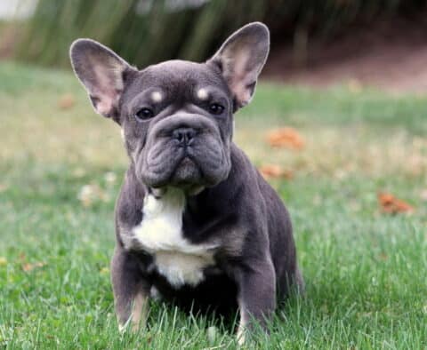 Adorable blue French Bulldog puppy with large ears sitting on the grass and looking directly at the camera.
