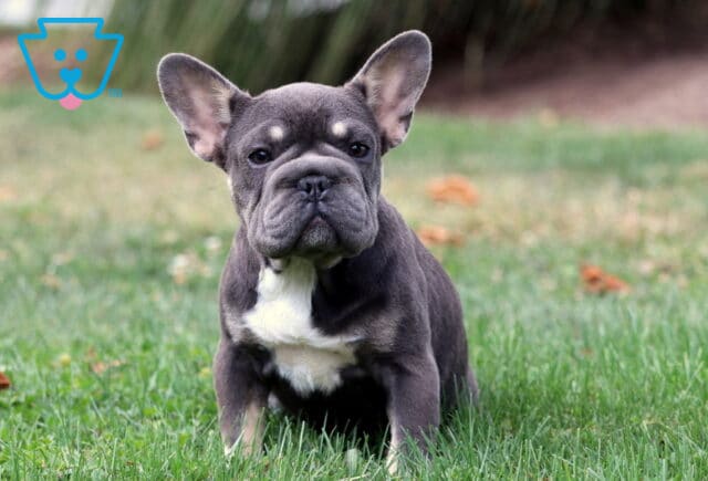 Adorable blue French Bulldog puppy with large ears sitting on the grass and looking directly at the camera. image
