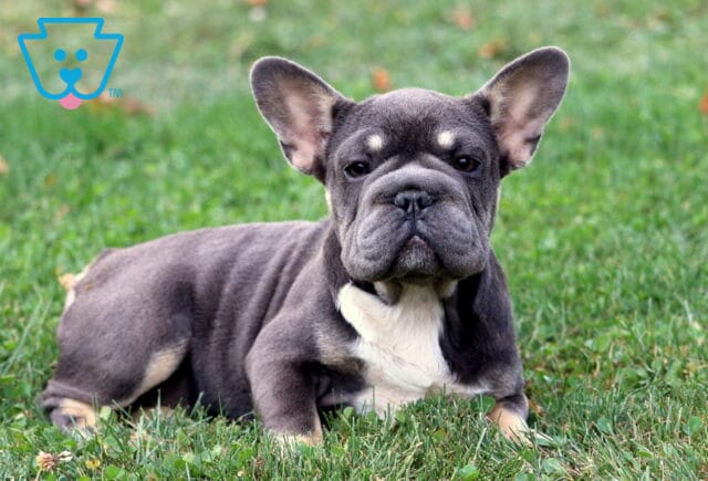Blue French Bulldog puppy lying in the grass with a white chest and big ears perked up. image