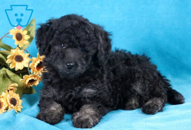 Lucky Bichpoo image