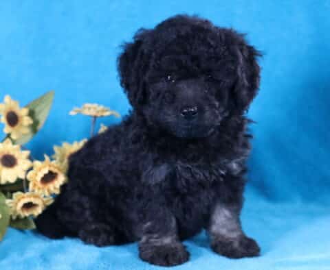 Lucky Bichpoo2