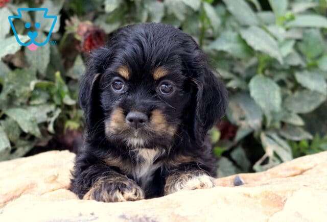 Black and tan Cocker Spaniel puppy with soft floppy ears and expressive eyes resting on a stone surface with green foliage in the background. image