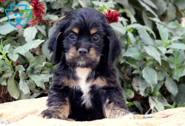 Black and tan Cocker Spaniel puppy with floppy ears and a white chest patch sitting on a stone surface in front of green foliage and red flowers. image