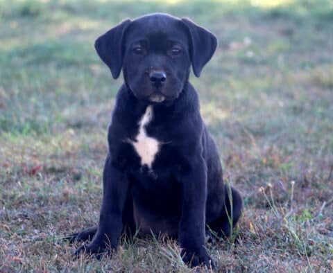 Black German Shepherd mix puppy with a white chest marking sitting in the grass with a calm expression