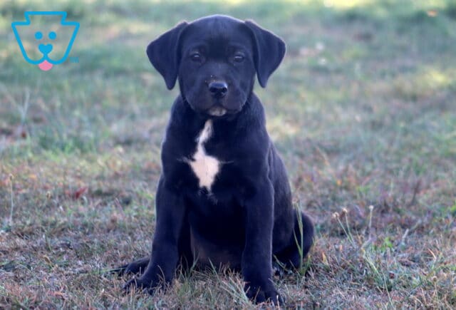Black German Shepherd mix puppy with a white chest marking sitting in the grass with a calm expression image