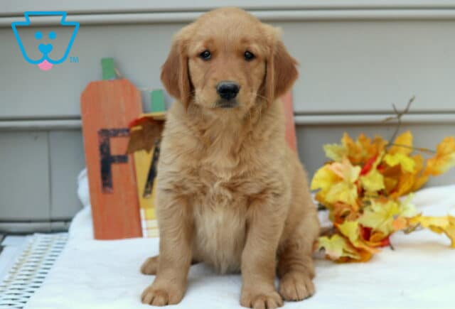 Golden Retriever puppy sitting upright on a white blanket with bright yellow and orange autumn leaves in the background. image