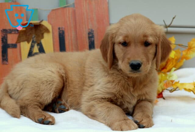 Golden Retriever puppy laying down on a white blanket with a rustic fall sign and golden leaves behind. image