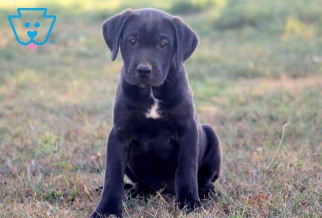 Black German Shepherd mix puppy with a small white chest marking sitting in the grass with a steady gaze image