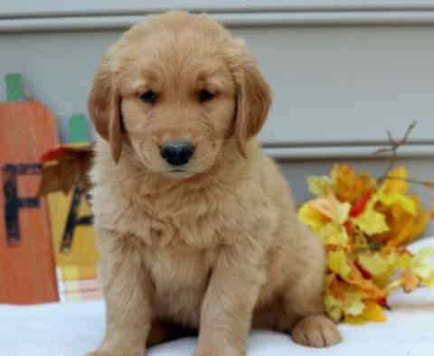 Magic Golden