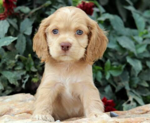 Golden Cocker Spaniel puppy with floppy ears and soft fur sitting on a stone surface, looking ahead with gentle blue eyes and greenery in the background.