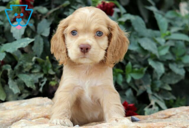Golden Cocker Spaniel puppy with floppy ears and soft fur sitting on a stone surface, looking ahead with gentle blue eyes and greenery in the background. image