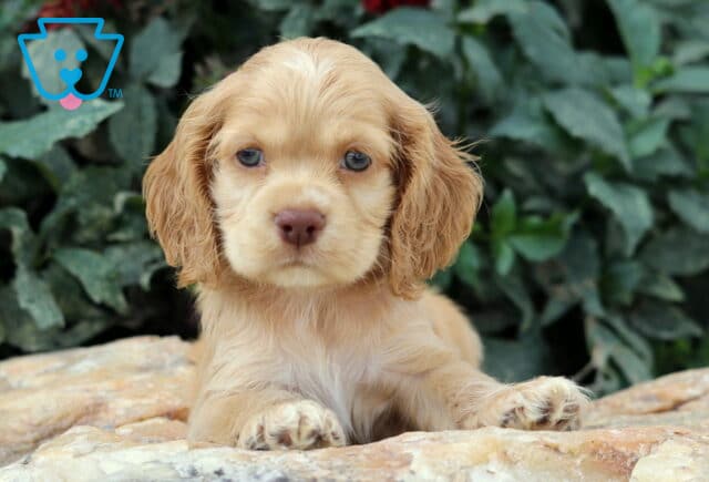 Adorable golden Cocker Spaniel puppy with wavy ears and soft fur lying on a stone surface, looking ahead with sweet grayish-blue eyes. image
