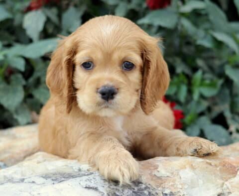 Golden Cocker Spaniel puppy with soft floppy ears lying on a stone surface, gazing forward with big dark eyes and greenery in the background.