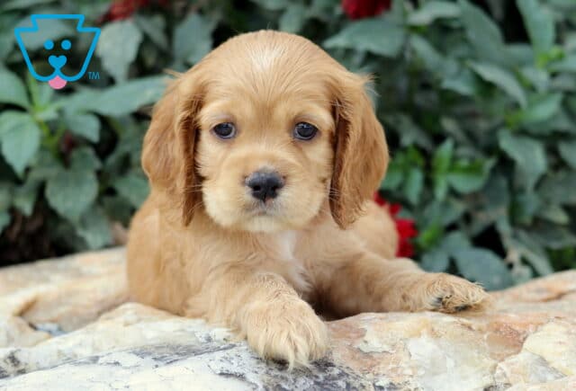 Golden Cocker Spaniel puppy with soft floppy ears lying on a stone surface, gazing forward with big dark eyes and greenery in the background. image