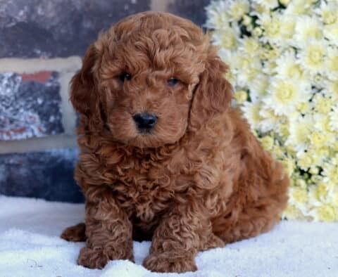 Marley Mini Goldendoodle
