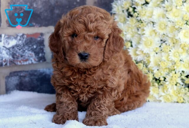 Marley Mini Goldendoodle image