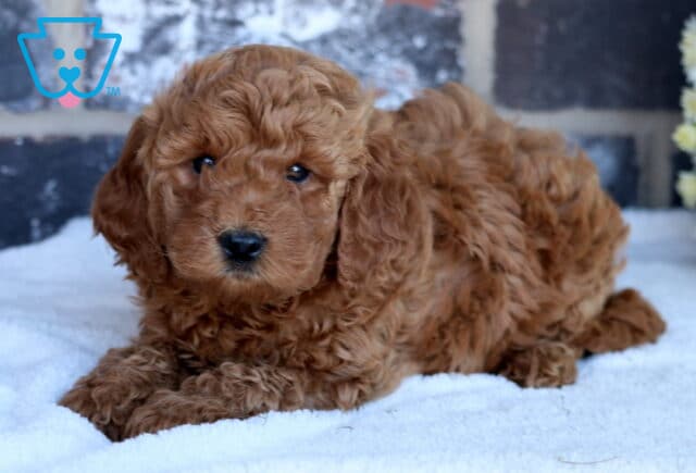 Marley Mini Goldendoodle2 image