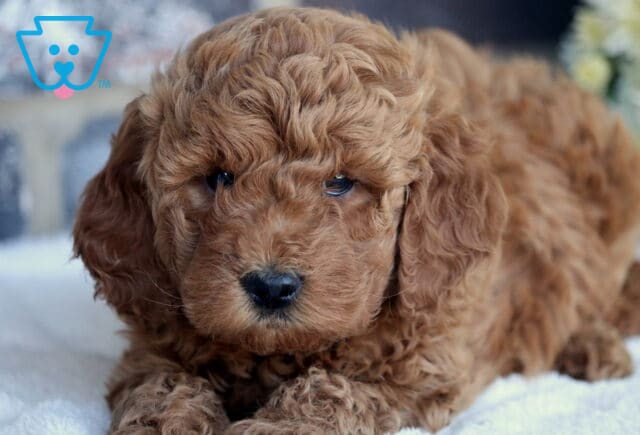 Marley Mini Goldendoodle3 image
