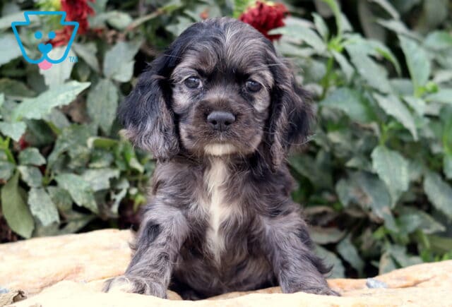 Adorable black and gray Cocker Spaniel puppy with floppy ears and a white chest patch sitting on a stone surface with greenery in the background. image