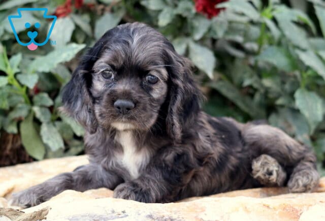 Sweet black and gray Cocker Spaniel puppy with wavy fur and floppy ears resting on a stone surface with leafy green plants in the background. image