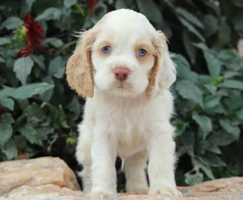 Beautiful cream-colored Cocker Spaniel puppy with light tan ears and striking blue eyes standing on a stone surface with green foliage behind.
