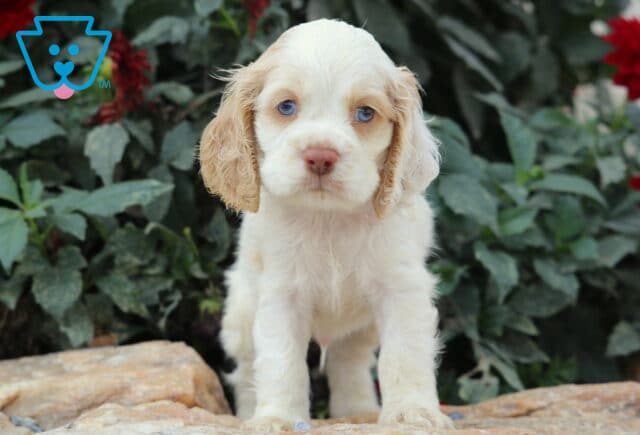 Beautiful cream-colored Cocker Spaniel puppy with light tan ears and striking blue eyes standing on a stone surface with green foliage behind. image