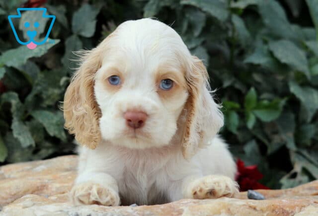 Light cream Cocker Spaniel puppy with tan ears and striking blue eyes lying on a stone surface with green leaves in the background. image