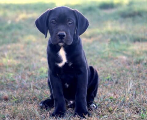 Black German Shepherd mix puppy with floppy ears and a white chest patch sitting on the grass