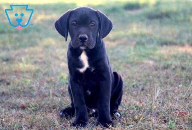 Black German Shepherd mix puppy with floppy ears and a white chest patch sitting on the grass image