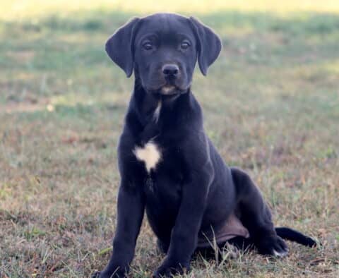 Black German Shepherd mix puppy with a white chest patch sitting on the grass outdoors