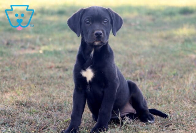 Black German Shepherd mix puppy with a white chest patch sitting on the grass outdoors image