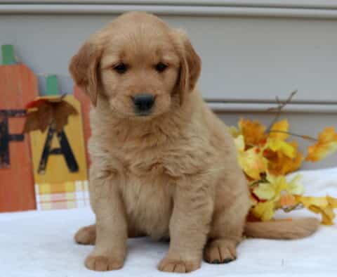 Mia Golden