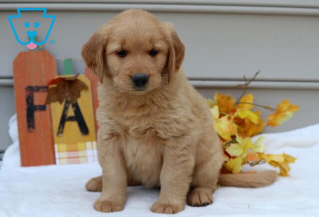 Mia Golden image