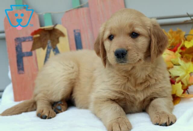 Mia Golden2 image