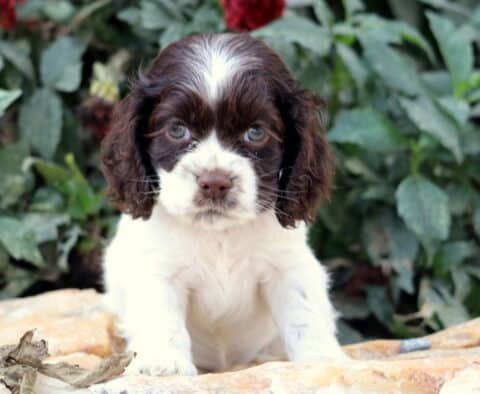Adorable brown and white Cocker Spaniel puppy with curly ears and expressive blue-gray eyes sitting on a stone surface with green foliage behind.