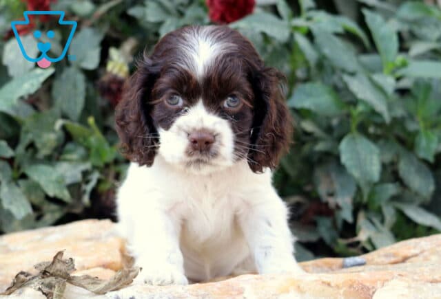 Adorable brown and white Cocker Spaniel puppy with curly ears and expressive blue-gray eyes sitting on a stone surface with green foliage behind. image