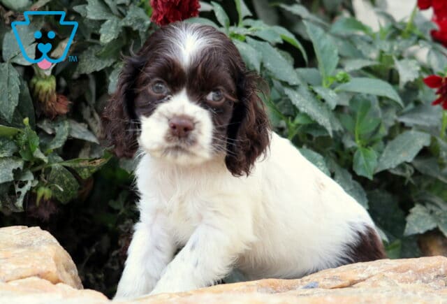 Brown and white Cocker Spaniel puppy with curly ears and soft fur standing on a stone surface in front of green leaves and red flowers. image