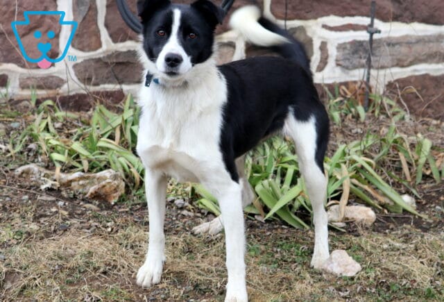 Molly Border Collie Mix Marlin Faus image