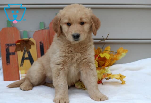 Fluffy Golden Retriever puppy sitting with one paw forward, framed by fall leaves and a rustic autumn sign. image