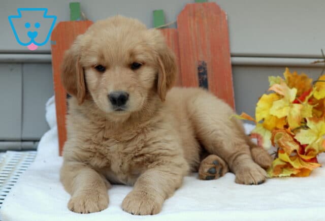 Sweet Golden Retriever puppy resting on a blanket with colorful autumn leaves and a rustic wooden fall sign in the background. image