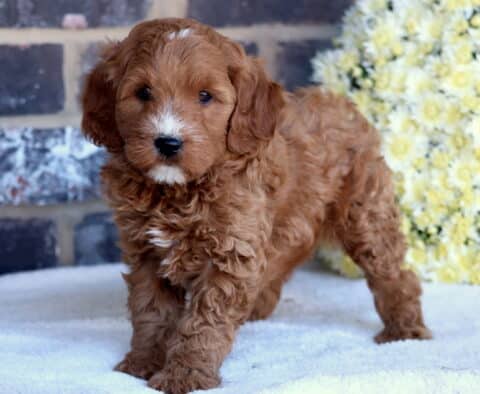 Molly Mini Goldendoodle