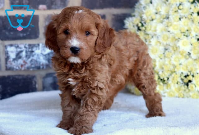 Molly Mini Goldendoodle image